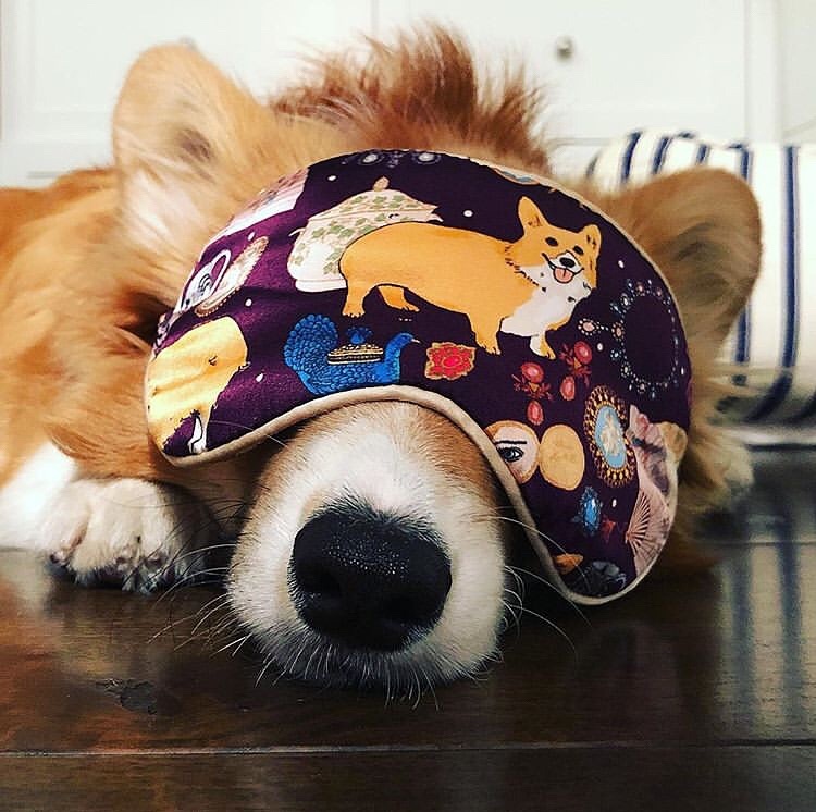 corgi mascherina