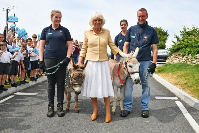camilla &amp; donkeys