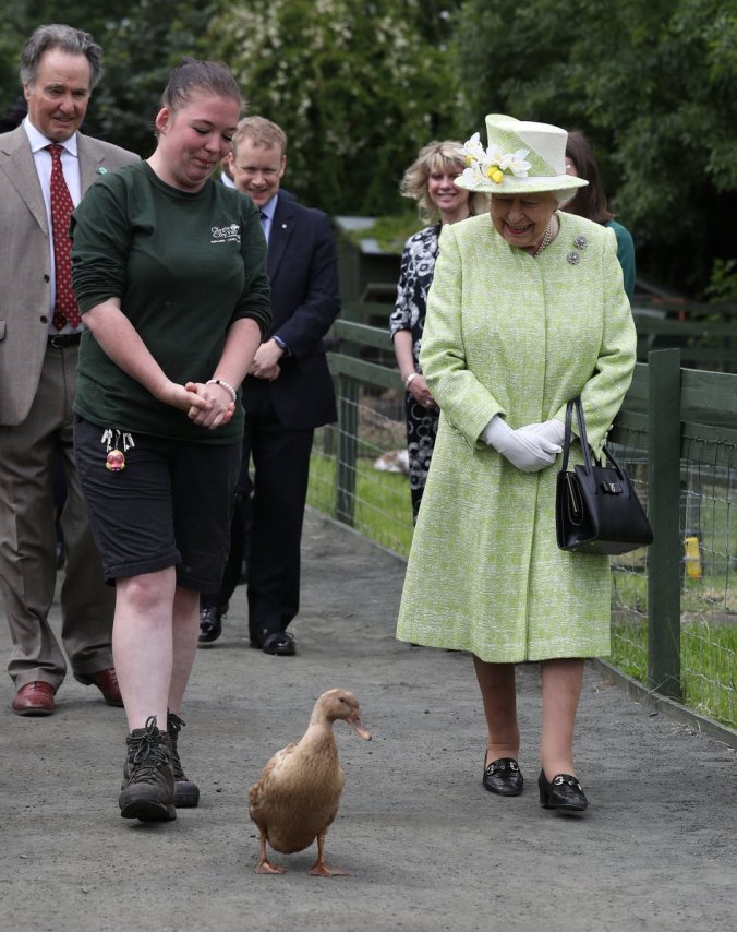 queen and duck